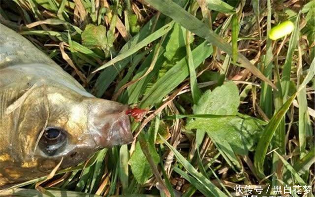 钓鱼技巧:七星漂钓组的“功效”,好像被低估了