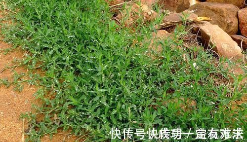 竹子|农村一种似竹子的野草,过去常用来喂猪,但营养高,煲粥味道鲜美