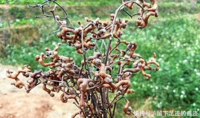 李时珍说它“去膈上热，润五脏”，长在路边无人识，可惜了