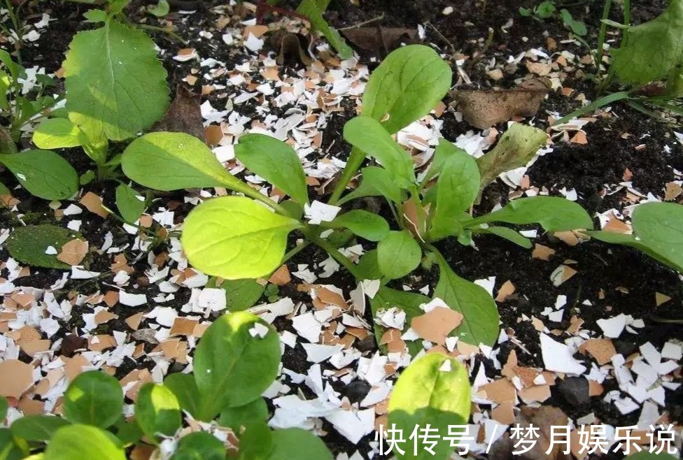 将蛋壳直接倒扣在土壤里养花,光招虫没肥效,做错了吗?