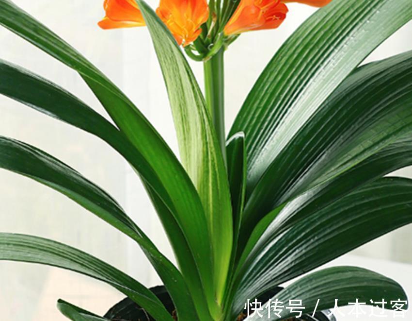 养殖|三种不花钱的植料,用来养殖兰花和君子兰真不错,经验分享