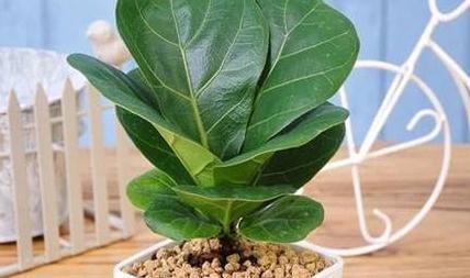 3种高端绿植养家里,大气上档次,观赏性高,越养越喜欢