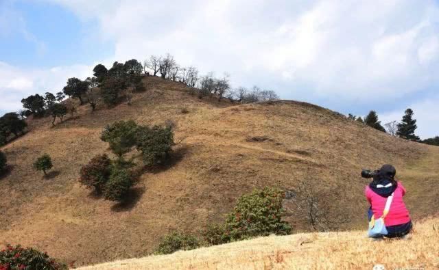 高山草甸诗画里，康养福地花事浓，周末快来看马樱花