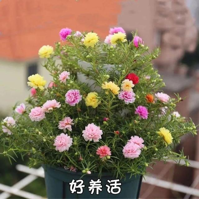 株型|最爱晒太阳的8种花，越晒开花越多，阳台养几盆，开花成海