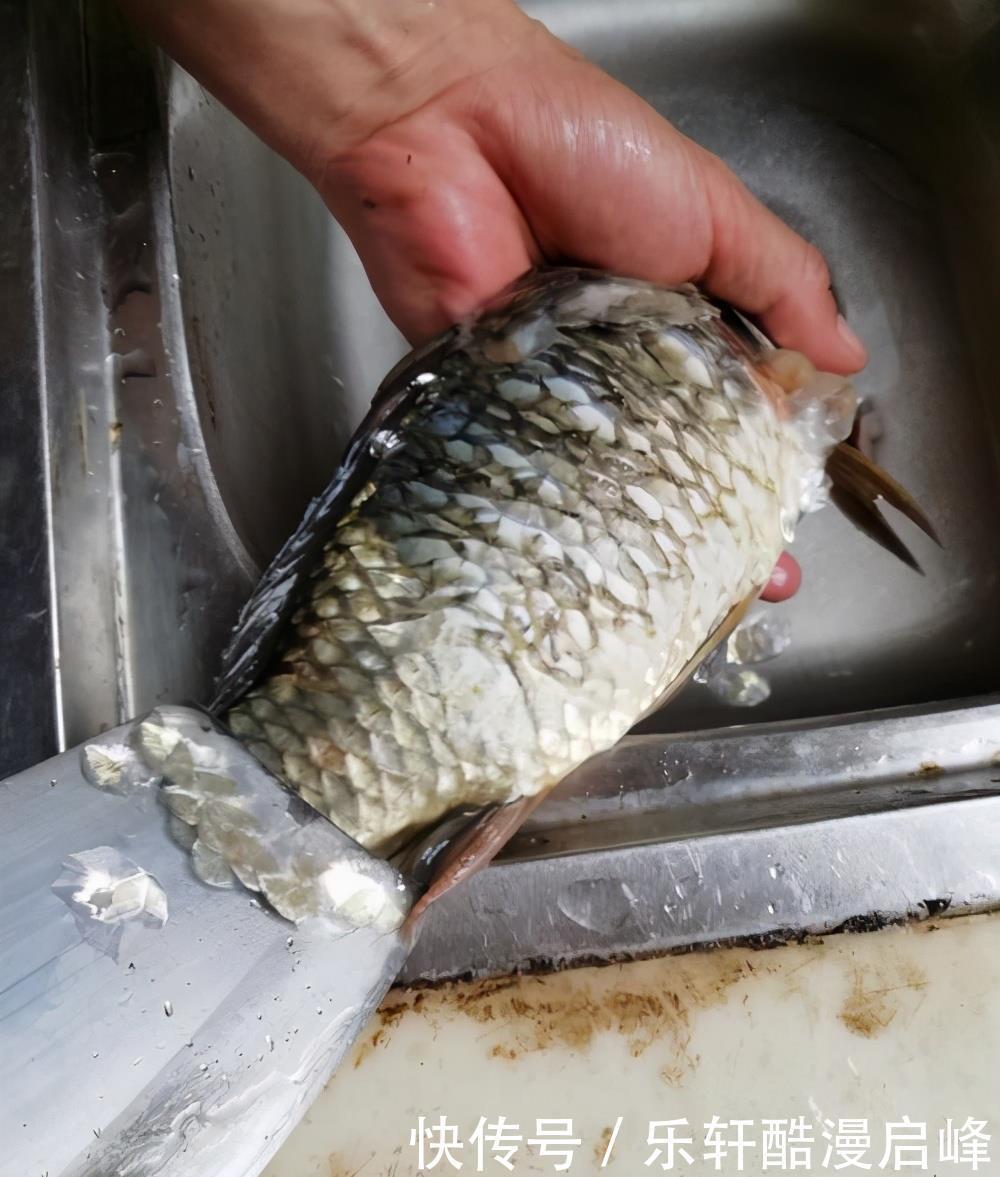 买鲫鱼,要分清“工程鲫”和“土鲫”,差别很大,买错浪费钱