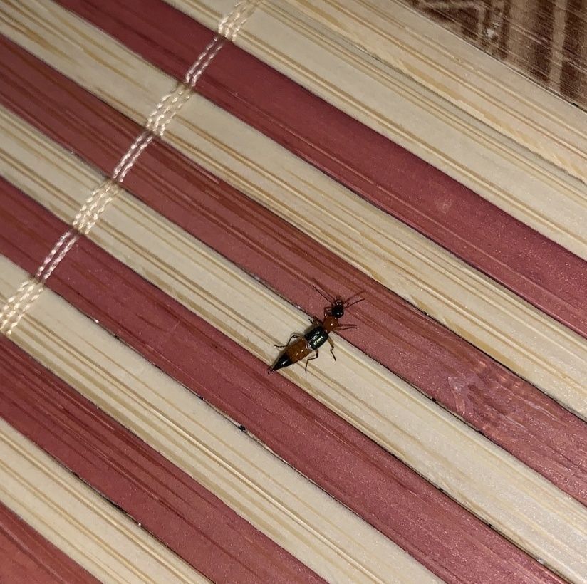 ph值|6岁男孩只因惹了这个小家伙脸部皮肤溃烂。麻烦就在“举手之间”