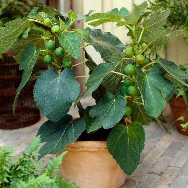 想要扦插无花果，此“4个技巧”让成活率翻倍，花友们都知道吗