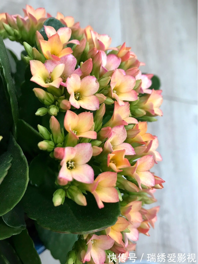 长寿花现在还不冒花苞，赶紧用个“狠招”，很快就开花爆盆