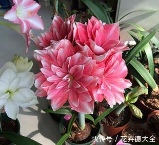 4种花,现在养一盆正当时,好养护开花美,值得拥有!