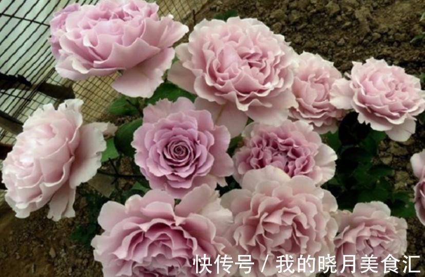 栽培|香味十足的月季蜻蜓,栽培扦插简单,值得园艺新人“踩雷”