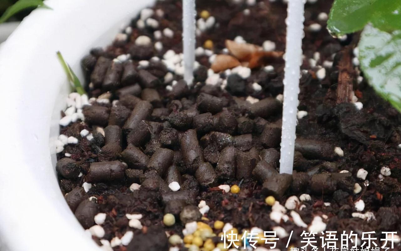 5个养花的基础技能,只有熟练的掌握和灵活的运用,才能养出好花