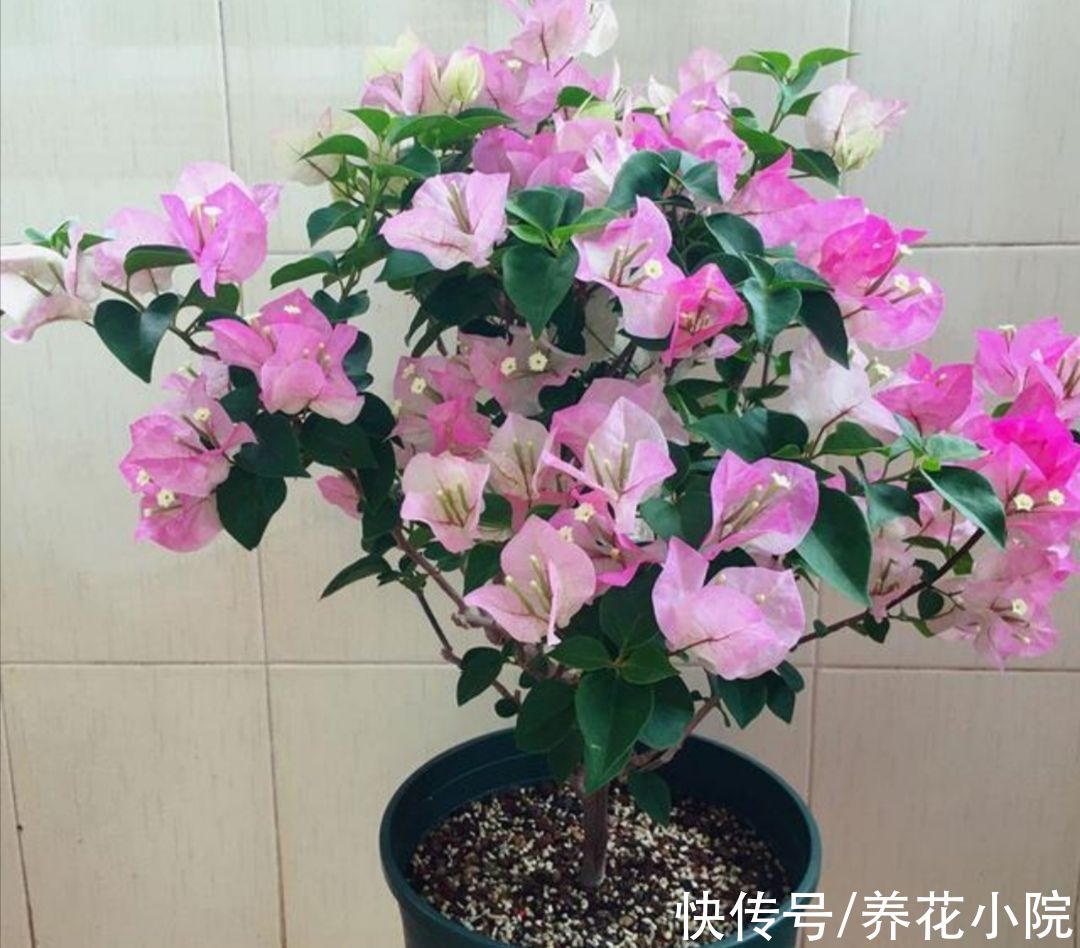 花芽|马上到10月，3种花该给它补肥，好让它分化花芽，多长花苞