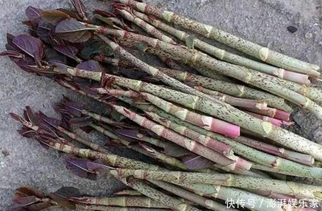 它在国外臭名昭著,在我国却名气很大,80后当成零食吃,12元一斤