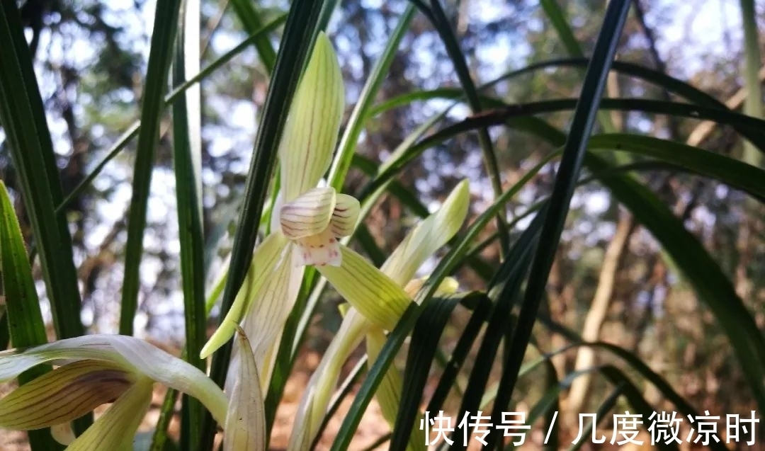 用什么可以去掉腐叶土里的虫?兰友:1块钱就解决