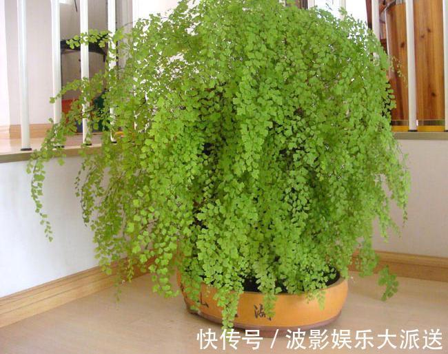 花盆|4种花就靠“水养”，多浇水、长得快，花友嗜水如命