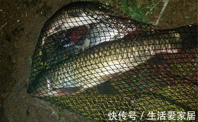 浅水|三伏天钓鱼,不是钓早上就是钓晚上,是钓早上好?还是晚上更好?