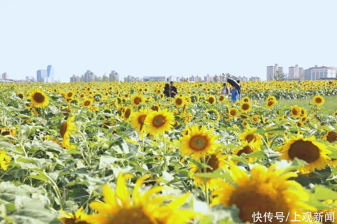 夏日探花丨金海湖畔|夏日探花丨金海湖畔向日葵进入最佳观赏期，邀你快来打卡