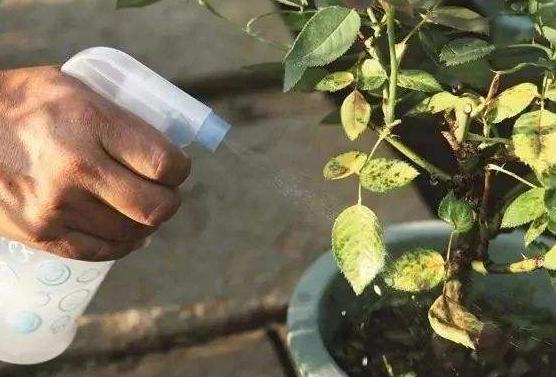 这3款家中常备药，过期了甭扔！简单处理就变成养花材料