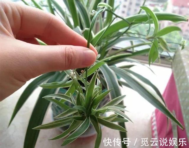 枝条|最近1个月,5种花赶紧“扦插”,生根快、长得旺,错过等明年