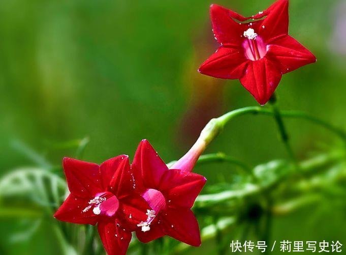  对待|冬天养此4种花，成活率高，对待新手十分友好