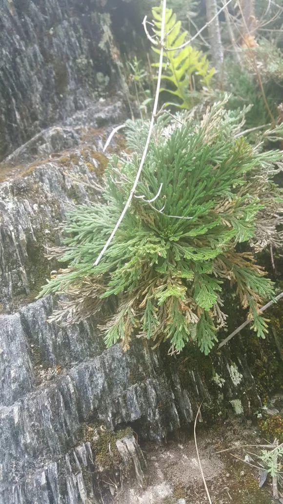 老房子|屋顶上的野草,人称“房神”,别再拔了,是福气!