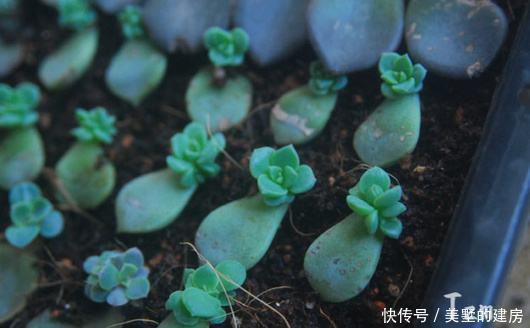 几百个多肉叶片咋扦插?一张纸就插出上百棵多肉
