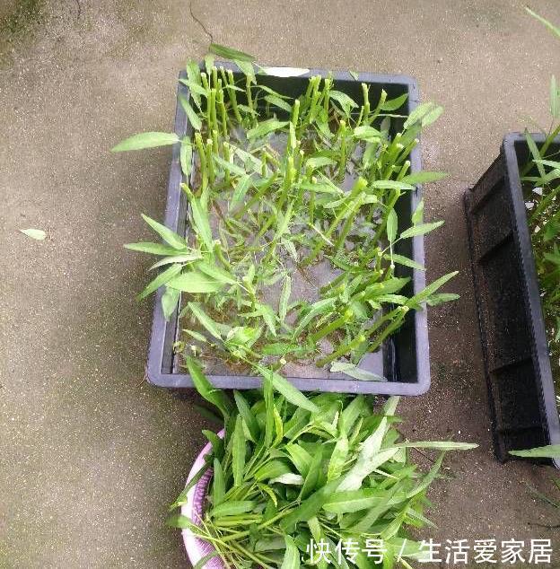 木耳菜|适合夏天种阳台的3种蔬菜，好养又好看，摘了又可以长，吃不停