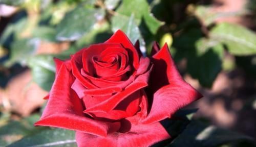 养月季5年，总结出4种香型月季，养一盆香飘满屋