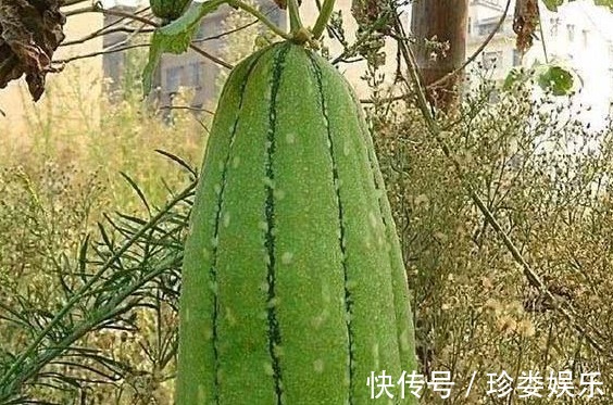 肺肾阴虚|一条老丝瓜，慢性咽炎永不复发，该个方法非常值得试试！