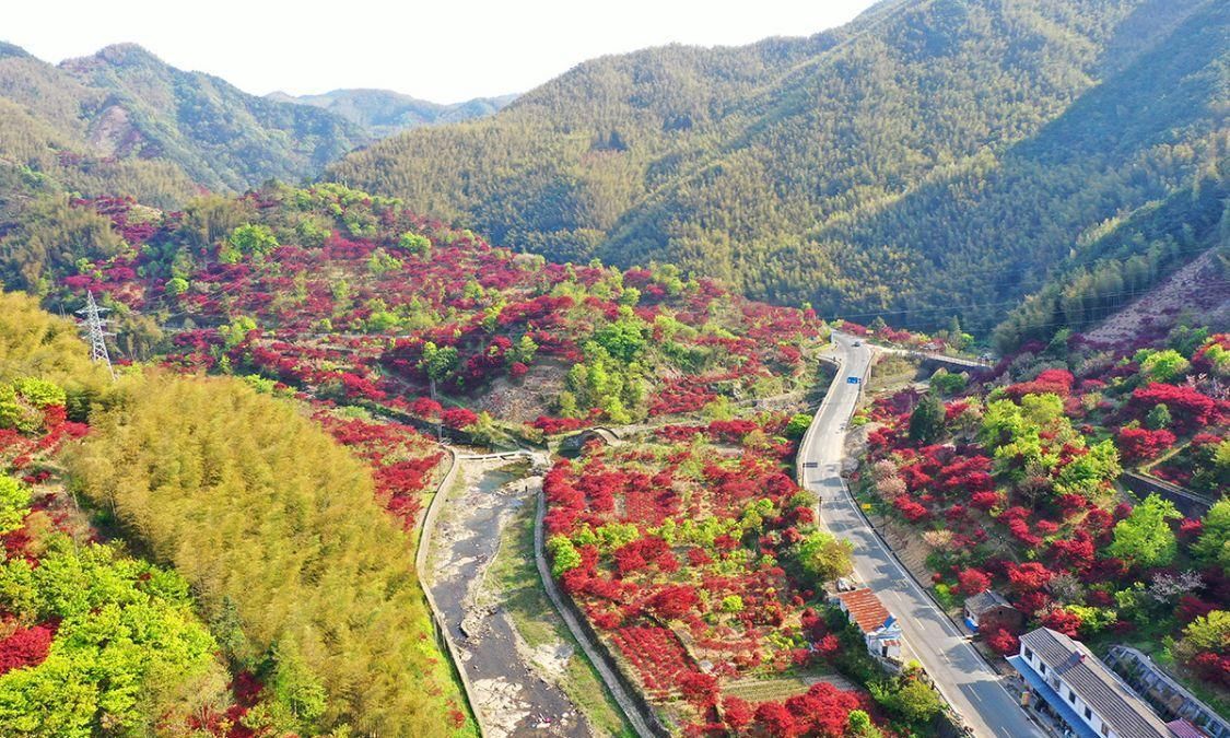 宁波红枫欣赏地，大俞、北溪、唐田，红枫绚烂