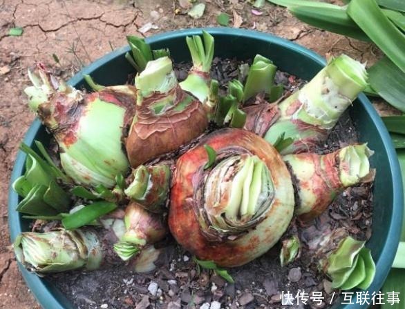 朱顶红还在长叶子给它做3步,让它睡一觉,“睡醒”直接开花!