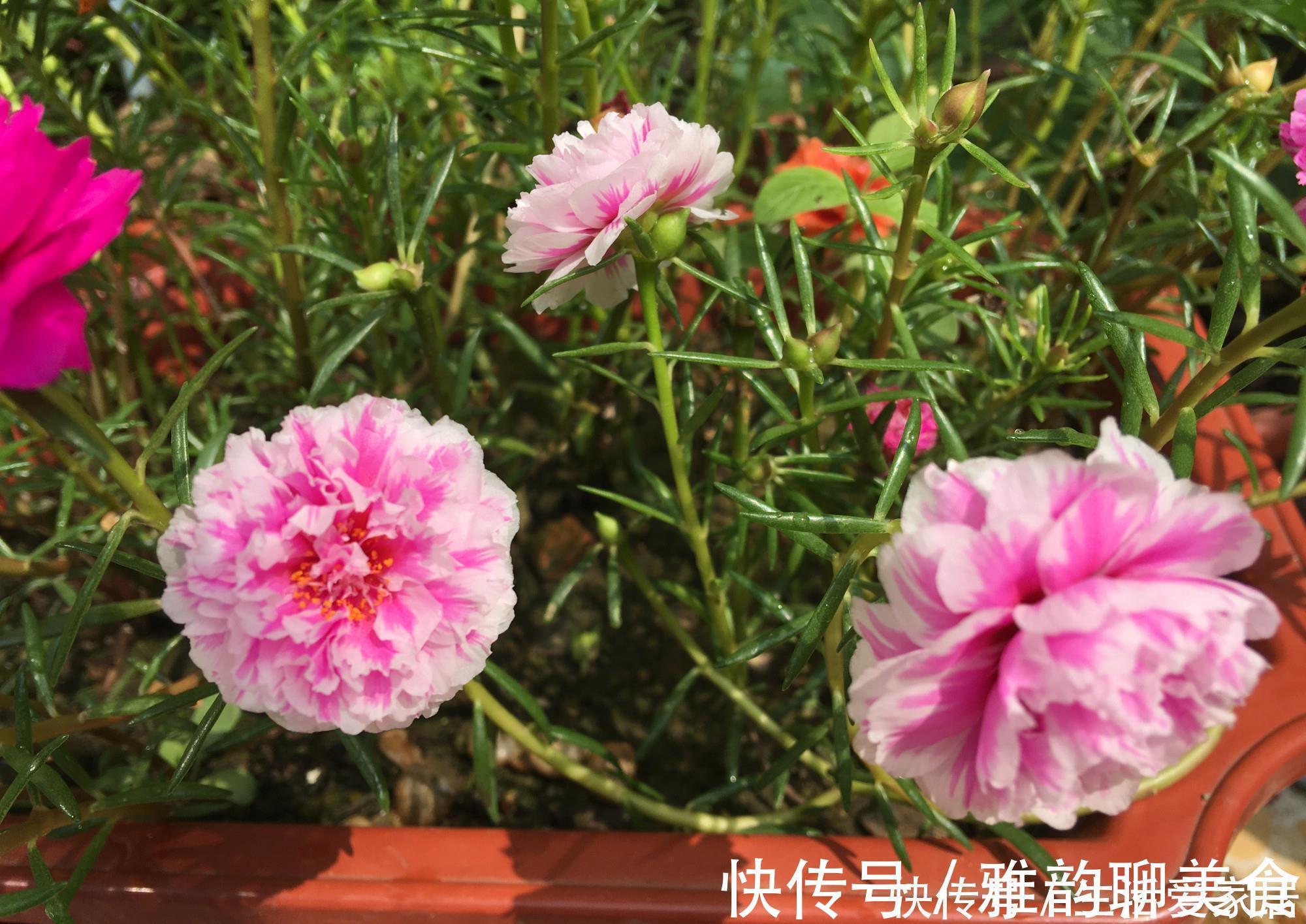 “重瓣太阳花”过冬，用一“方法”，来年又开花，五颜六色