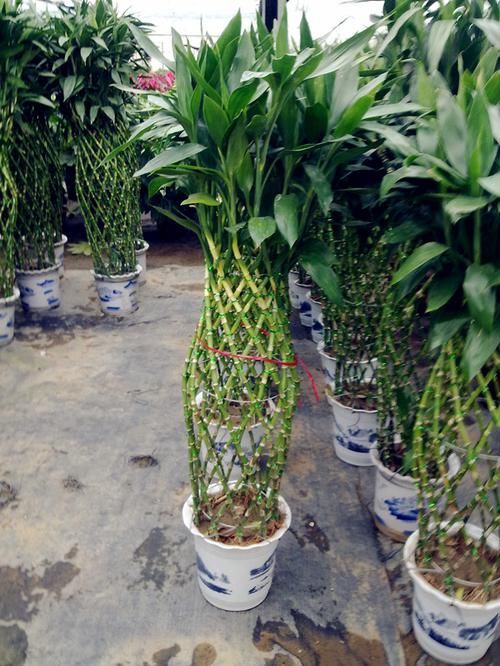 养花试试这几款，可以美化房间，陶冶情操