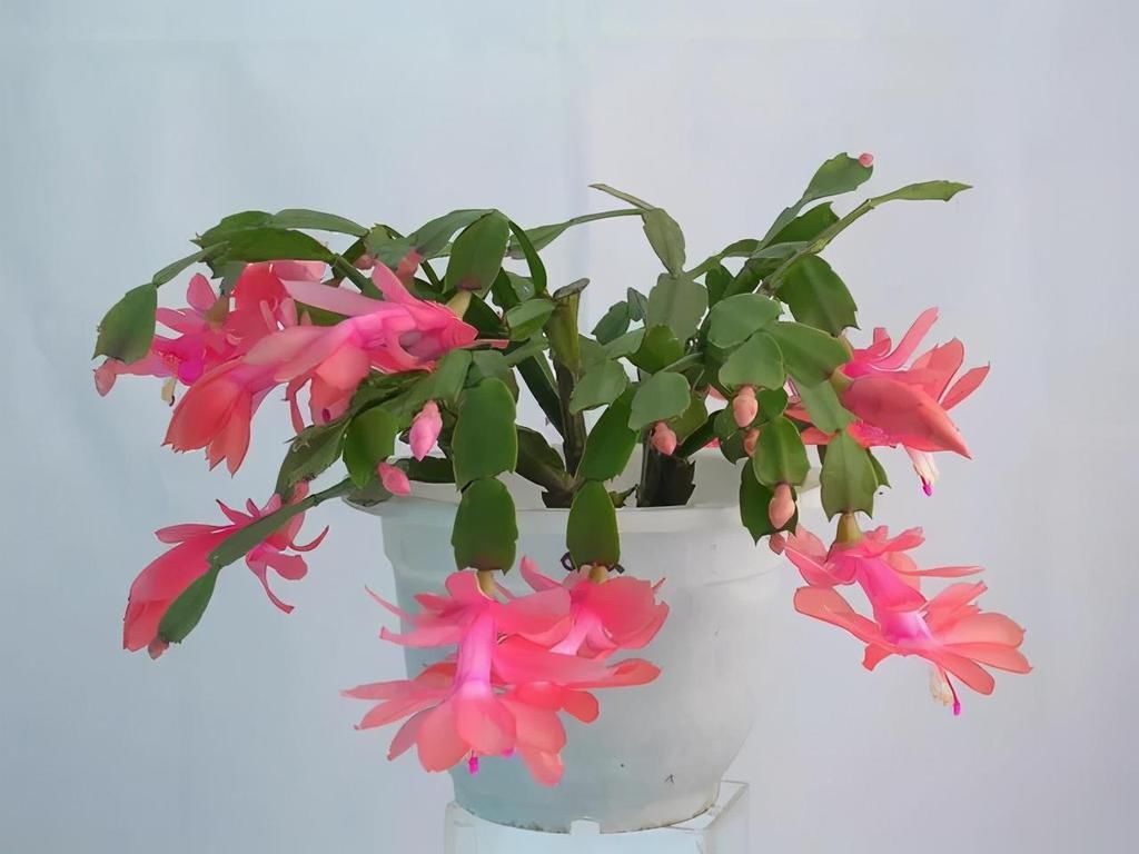  行修剪|这3种花“剪一刀”，顺利过冬，来年又能开花了