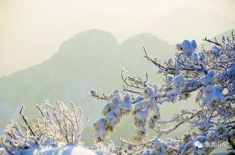 泰山银装素裹后石坞，雪松玉树赛仙境！