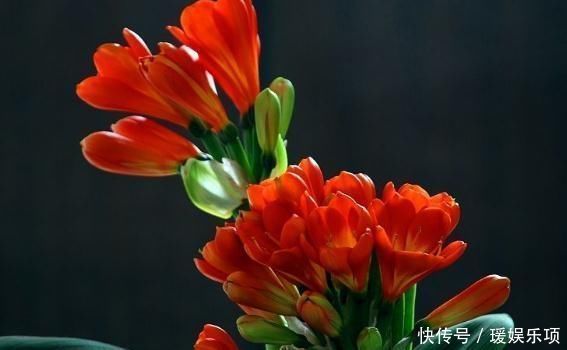 君子兰一年到头“只见叶”盆里加勺“它”,花儿立刻爆出盆