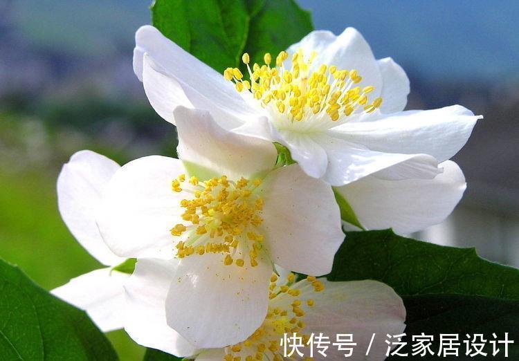 爆盆|9月12日-9月28日，庭院选这几款花，花色繁多易爆盆，飘香十里