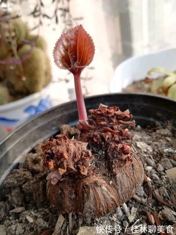 4种花身材不大，花量却怪“吓人”，深秋花开一大片，美翻了