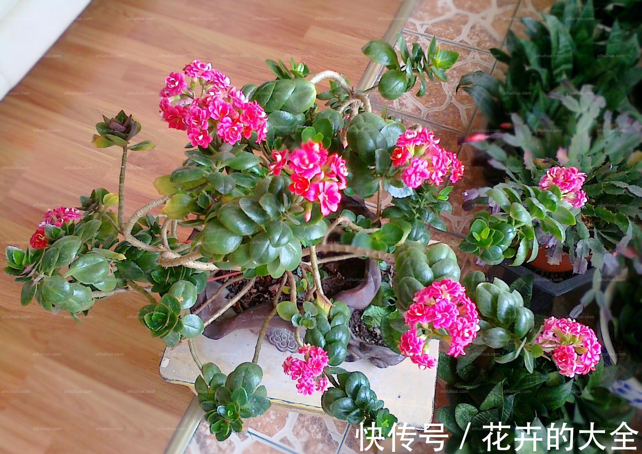 养分|养花试试这款，花谢以后，要修剪残花，给枝条打顶