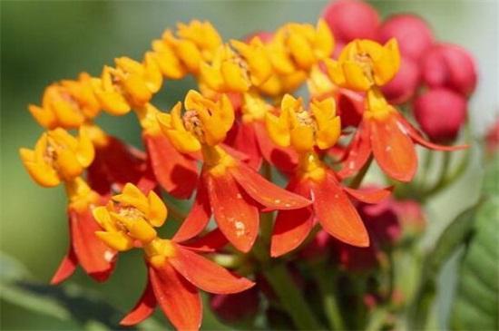 世界上十大最妖娆最毒的花，你喜欢的花在其中吗？