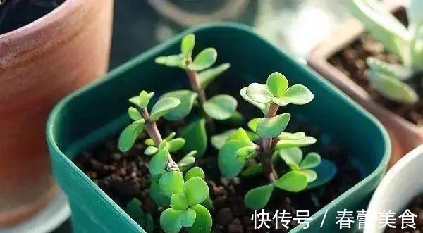 家人|最适合家人养的四种花，健康长寿又养心！