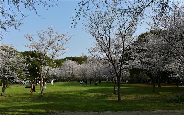 老年|“森林春花图”徐徐展开 申城进入春花观赏季