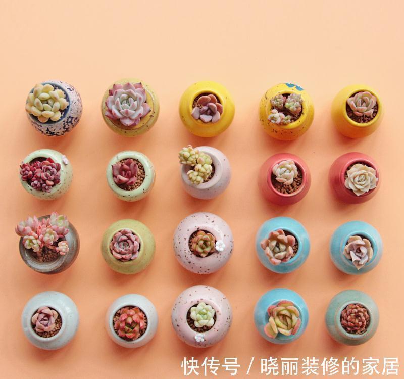 浇水|超实用新手指南,普货养出贵货范,美多肉都是虐出来的