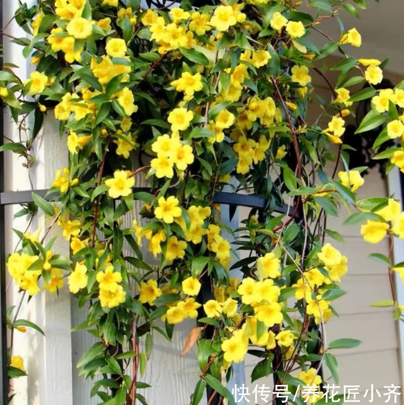 9种“有毒”花,家中很常见,光看别动它,不然很“麻烦”