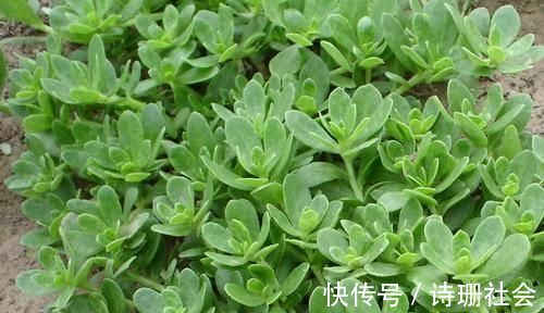 杀菌|十个女人九个炎症,这3种食物,每天吃两口,从此远离妇科炎症