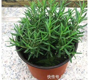 睡眠质量|蚊虫不喜欢这种花,现在养养一盆,夏天连蚊香钱都省了