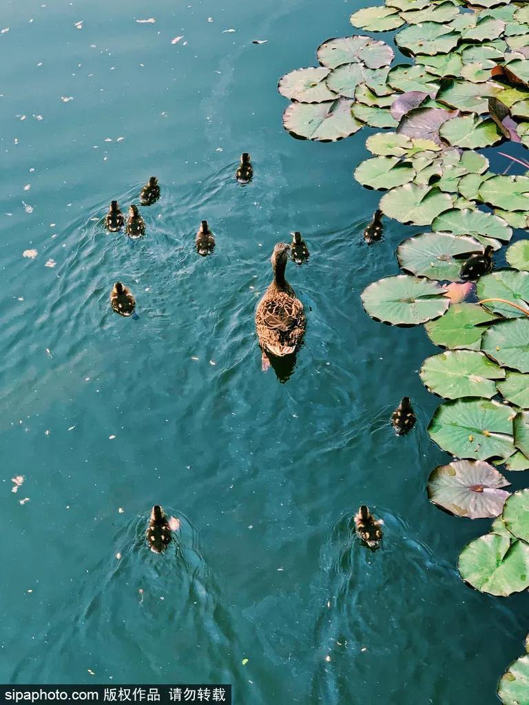 细“鼠”点滴：极不平凡的2020年，看完竟然默默流泪了！