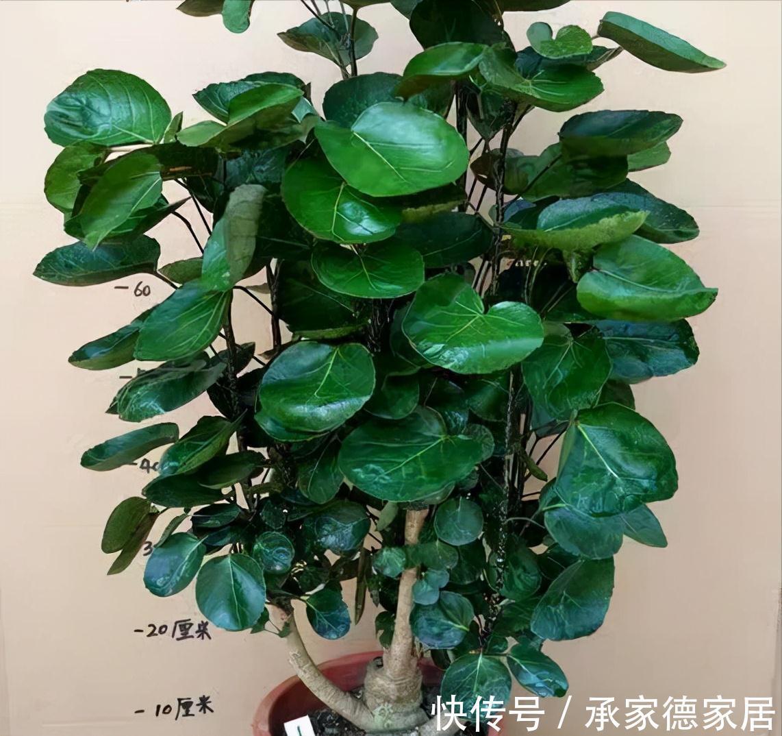 8种“漂亮花”,个个都是“招财树”,家里养一棵,不愁没钱花