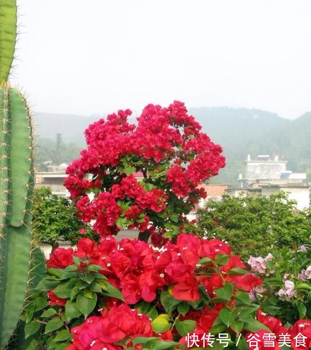 养护|原来这些才是三角梅最爱的“肥”,知道是什么吗