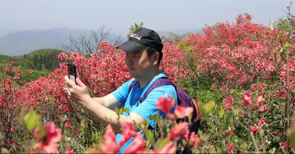 “紫云红霞”缀山间 千亩高山杜鹃迎客来